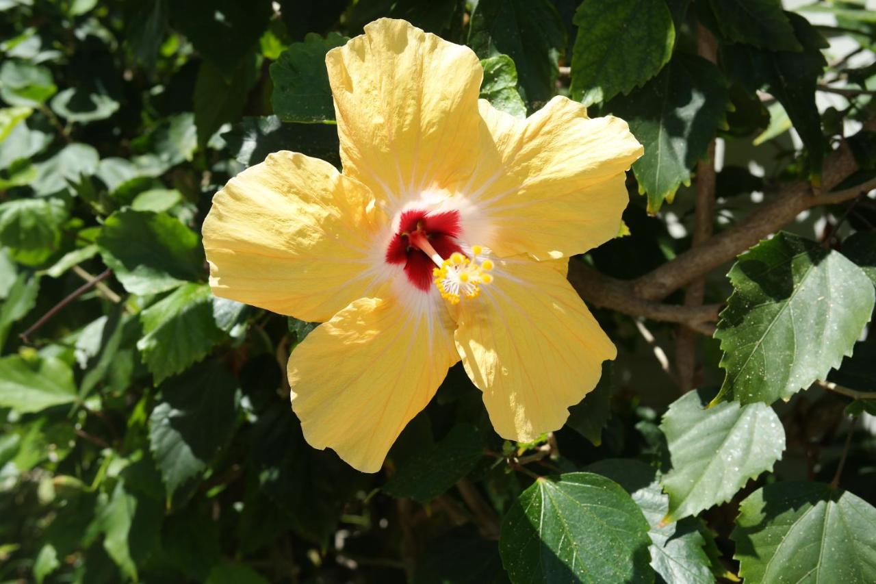Heron House (Adults Only) Key West Bagian luar foto
